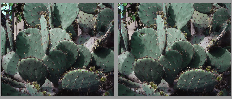 Cactus cross-eyed viewing